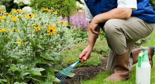 A person kneeling on a well-maintained garden lawn, tending to a flower bed with yellow and purple flowers, using a small blue garden rake. The garden features a lush green hedge in the background, with a variety of flowering plants and shrubs bordering the bed. The lawn has dense, vibrant grass, and there is visible soil in the flower bed indicating recent planting or maintenance. The person is dressed in outdoor work attire, including beige trousers, a blue vest, and brown rubber boots, suggesting they are engaged in gardening or landscaping activity. A green spray bottle is placed on the grass nearby. The scene is set outdoors on a clear day, with natural lighting highlighting the healthy foliage and colorful blooms, reflecting professional gardening practices typical of Dalston or surrounding London areas, and illustrating services offered by Gardening Services Dalston in lawn care, flower bed maintenance, and outdoor garden enhancement.
